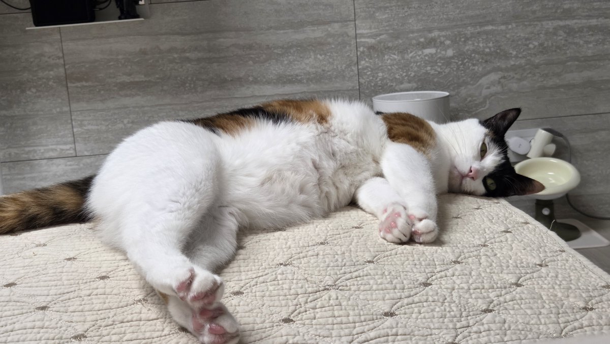miller_sot's tweet photo. 고양이 몸매 보고 그냥 너무 웃기고 어이가 없어서 찍음 https://t.co/ZJT6dmLbiN