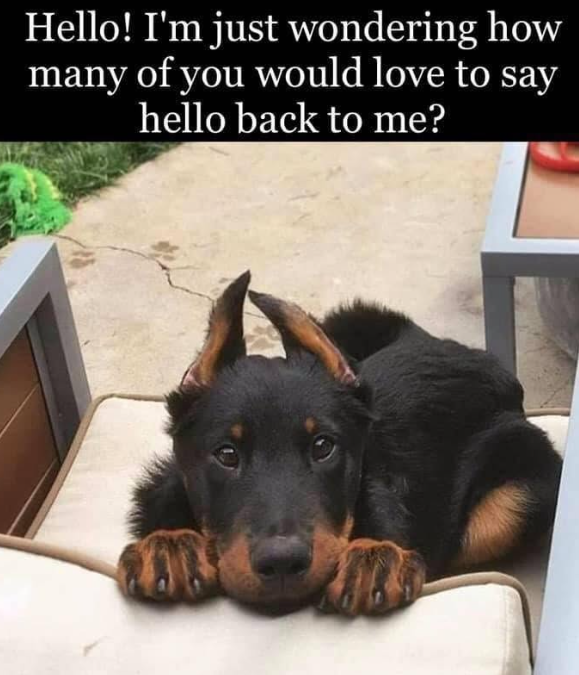 _XDogs's tweet photo. https://t.co/7uTfiM1iUF