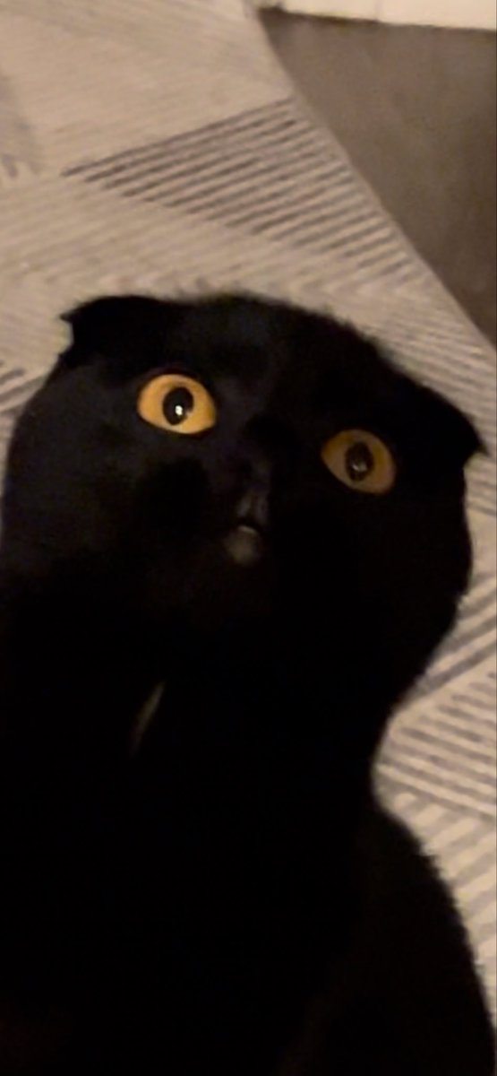 Folded Cat tweet media