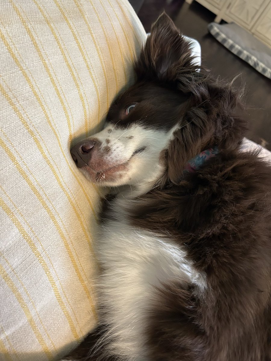 skye_mocha's tweet photo. #puppy #dog #australianshepherd #saturdayvibes https://t.co/J0vcvxGuEC
