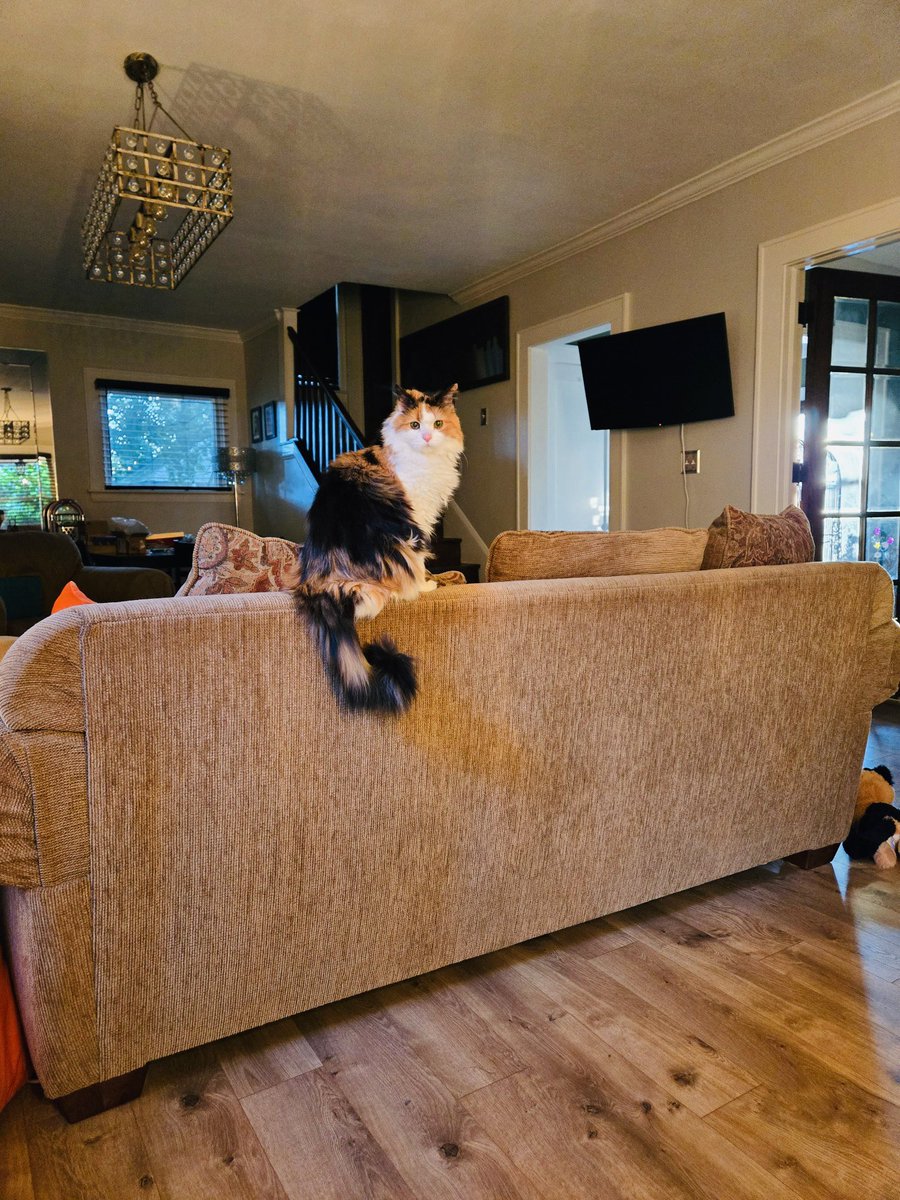 MatthewAlecJazz's tweet photo. Our beloved Bengal (aka “Fluff,” “Monster,” or “Fluff Monster”) crossed the proverbial rainbow bridge this past Thursday most unexpectedly at the age of 15.

It’s uncanny how such a small animal could touch our lives so profoundly.

You will forever be missed. 😢 https://t.co/ZzIacv3tbj