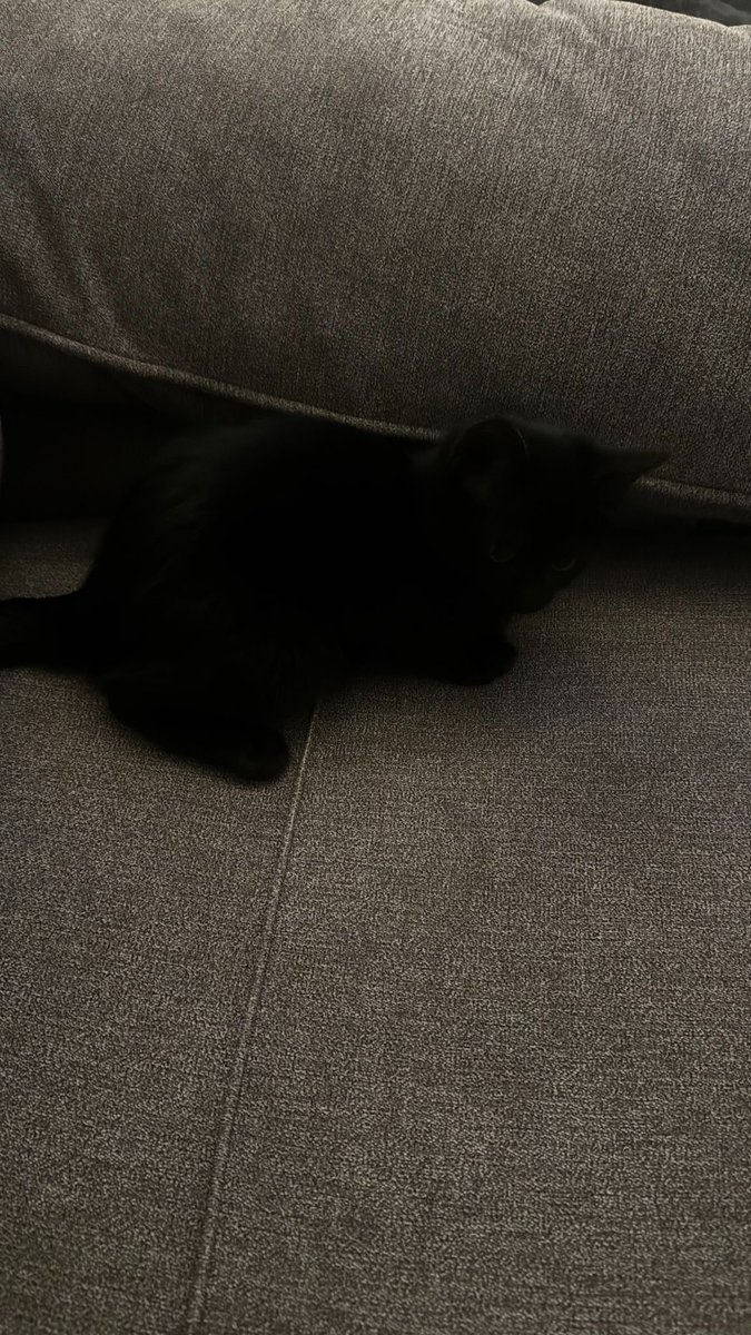 5lao_'s tweet photo. 🐈‍⬛ https://t.co/ZZlZB95eg7