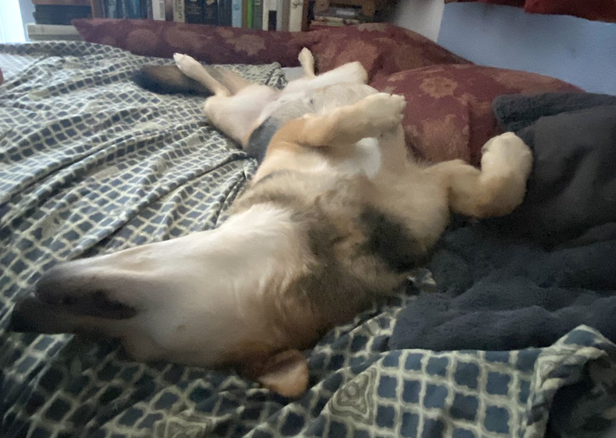 BrexitBuster's tweet photo. When it’s baking outside in the sun, the best place for Ruby is snoozing on the bed in a cool, shady room with a fan running! Walkies can wait until the evening. 🐶😍
#RubyFromRomania #RescueDogs❤️ https://t.co/xp9JUlqdgn