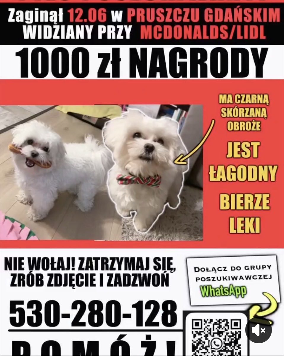mliloom's tweet photo. 🆘Majlo zaginął w Pruszczu Gdańskim w McDonaldzie 12.06
Wszyscy go widzieli, głaskali…
Podajcie dalej, może ktoś go widział? 
RT RT RT 
NAGRODA !!!
Link do info na fb ⤵️
https://t.co/4HCJzrUaJE https://t.co/crCX4qhu2R