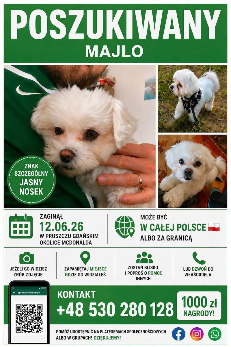 mliloom's tweet photo. 🆘Majlo zaginął w Pruszczu Gdańskim w McDonaldzie 12.06
Wszyscy go widzieli, głaskali…
Podajcie dalej, może ktoś go widział? 
RT RT RT 
NAGRODA !!!
Link do info na fb ⤵️
https://t.co/4HCJzrUaJE https://t.co/crCX4qhu2R