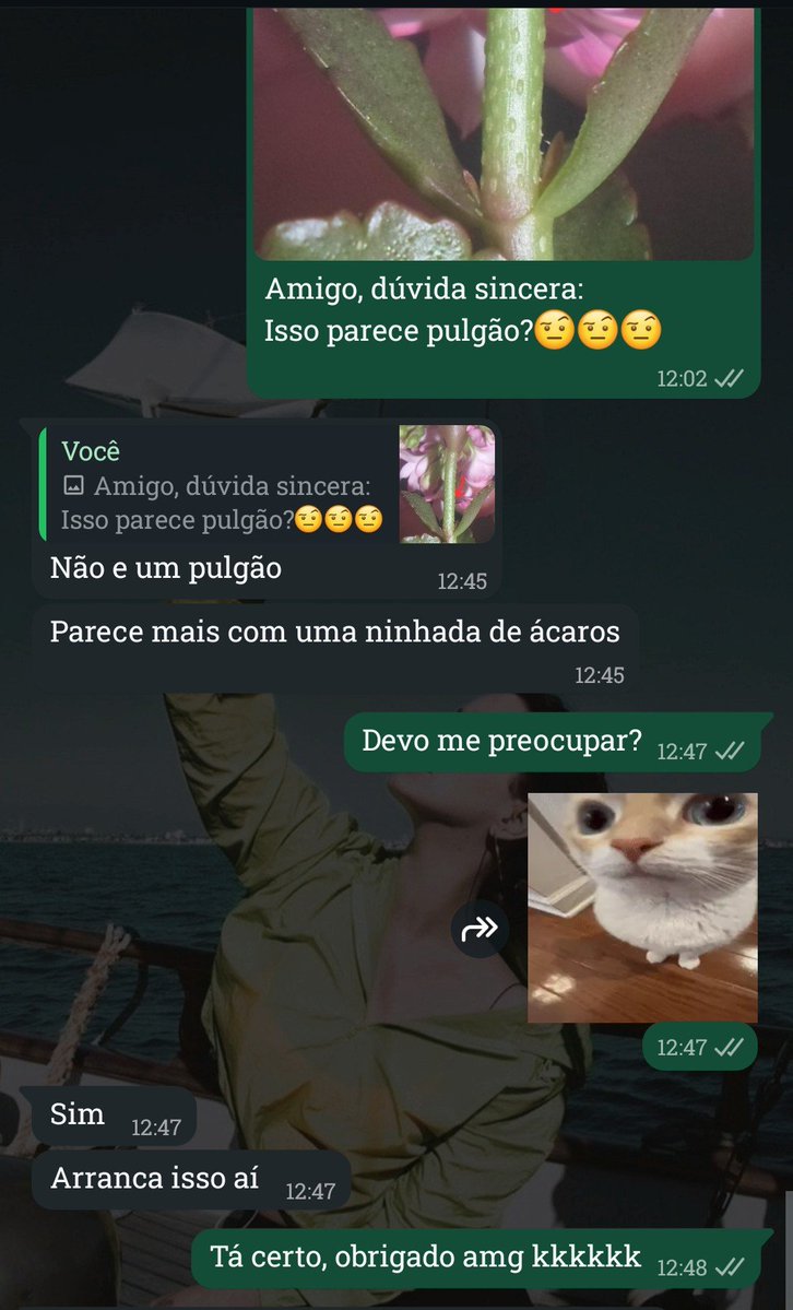 pessoa qualquer tweet media