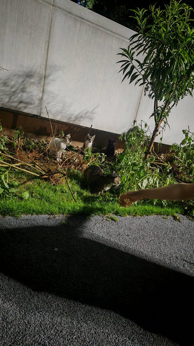 MoonlightSZFQ's tweet photo. 四只野生小猫咪 https://t.co/nTSGltUrEa