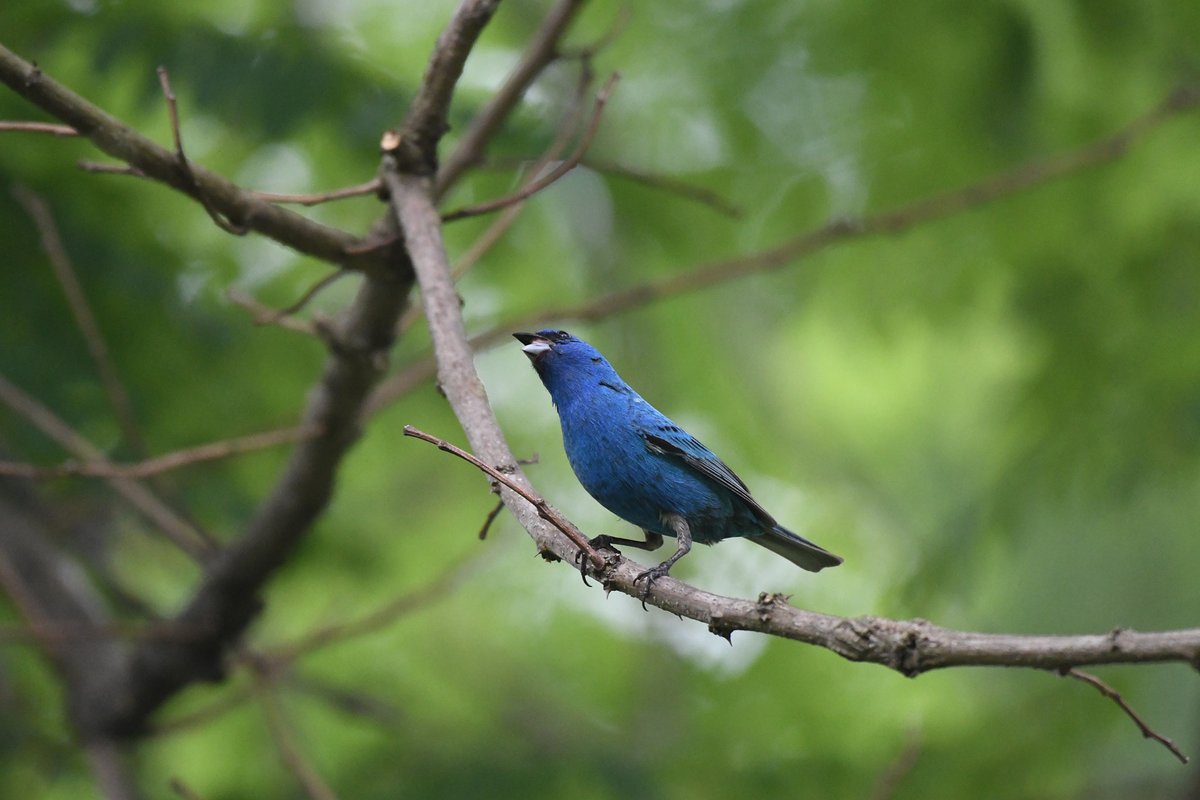 RSPP_RangerSu's tweet photo. Wow! take a look at these great images of our resident "Indigo Buntings" as captured by GeneP.  Keep your eyes open for these beauties because Gene says they are still around!

RangerSu https://t.co/x5iTRl49me