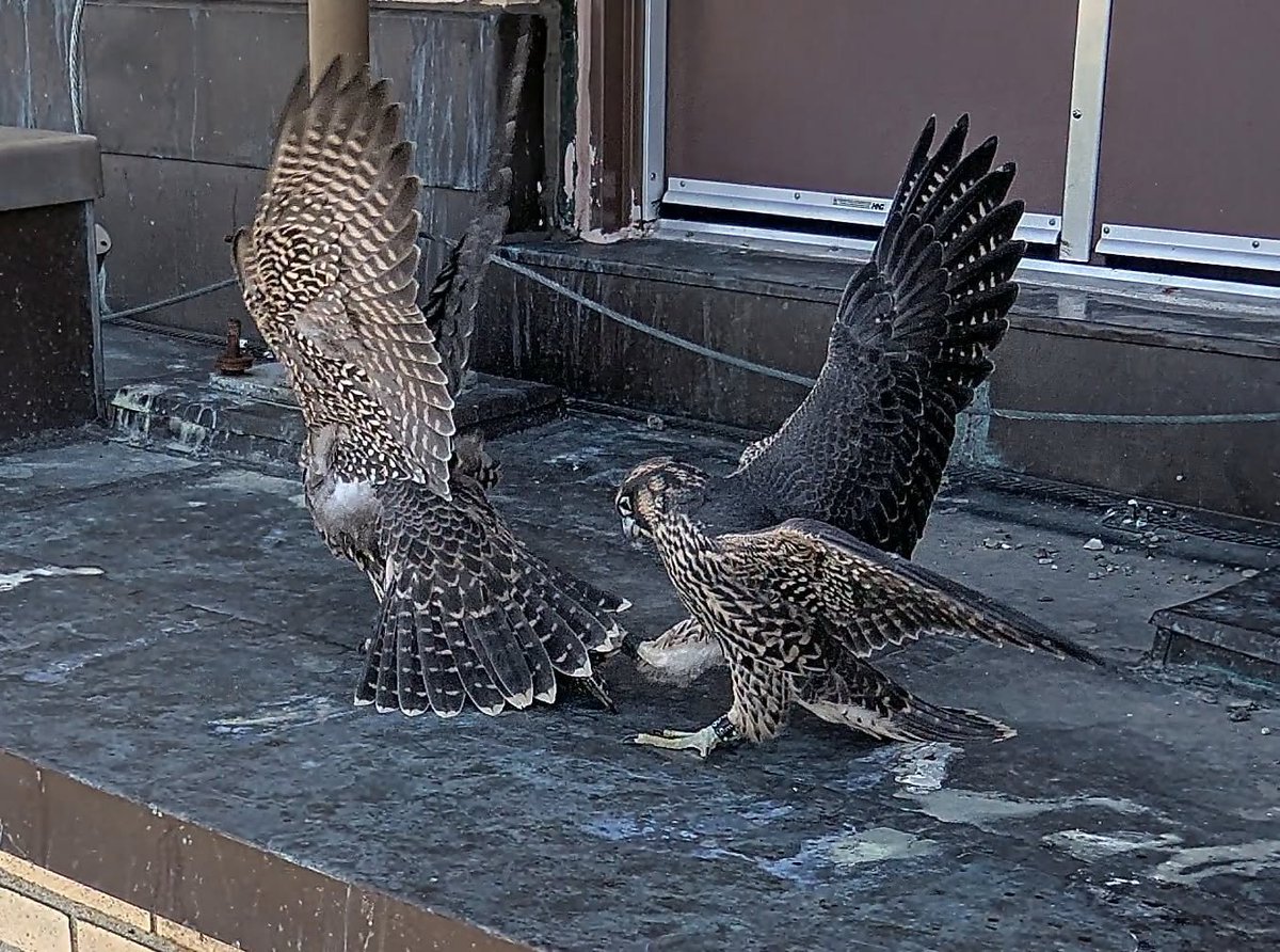 rabanne87's tweet photo. 🌎🌍🌅🌄🌆🌃🌉🌻🌺🪷💕

Wishing everyone good ans safe Saturday 🙏

📷Université de Montréal 🇨🇦Peregrine falcons live on top of the U de M's RogerGaudry building.A breeding pair nests in a box located on the 23rd floor of the tower.  1/2 https://t.co/dyYIPN8r6y