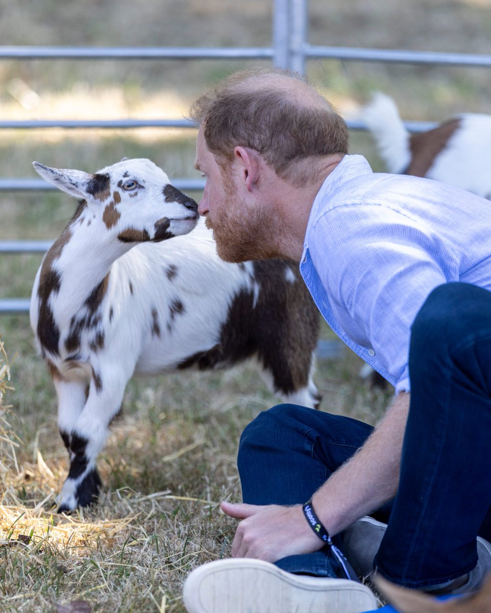 enews's tweet photo. During his U.K. trip, Prince Harry participated in goat yoga at Scotty’s Little Soldiers Summer Festival, an event that supports children who have lost a parent serving in the British Armed Forces. https://t.co/9HOJ21fBy2