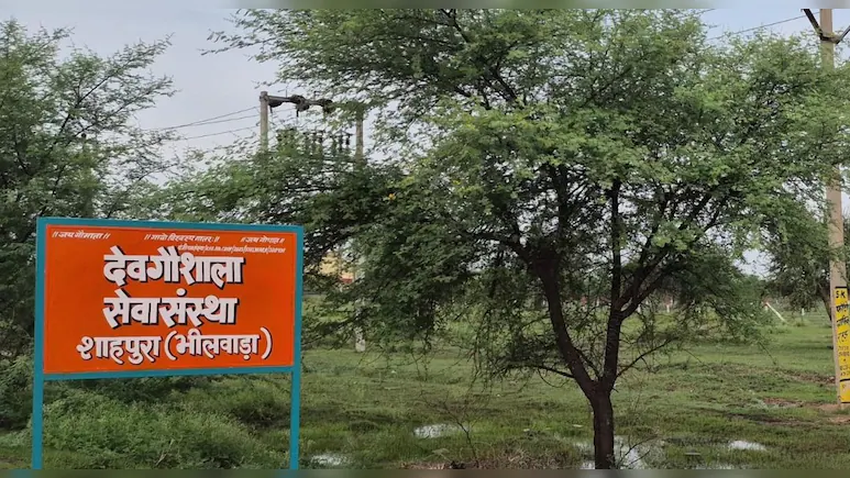ranvijaylive's tweet photo. राजस्‍थान में BJP विधायक लालाराम बैरवा पर खुद के परिवार का ट्रस्ट बनाकर सरकारी जमीन पर कब्जे का आरोप लगा है.

व‍िधायक लालाराम के ट्रस्‍ट ने गौशाला के लिए चारागाह की 20 बीघा जमीन मांगी थी. उनकी मांग खार‍िज कर दी गई.

आरोप है कि जमीन का आवंटन नहीं हुआ, इसके बाद भी व‍िधायक जी ने उस जमीन पर कब्जा कर लिया. बाकायदा बिजली कनेक्शन भी ले लिया.

जब ये खबर सामने आई तो प्रशासन एक्‍ट‍िव हुआ, ब‍िजली व‍िभाग ने कनेक्‍शन काट द‍िया. अब पूरे मामले की जांच हो रही है.