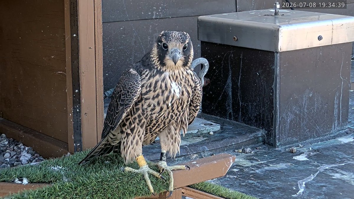 rabanne87's tweet photo. 🌎🌍🌅🌄🌆🌃🌉🌻🌺🪷💕

Wishing everyone good ans safe Saturday 🙏

📷Université de Montréal 🇨🇦Peregrine falcons live on top of the U de M's RogerGaudry building.A breeding pair nests in a box located on the 23rd floor of the tower.  1/2 https://t.co/dyYIPN8r6y