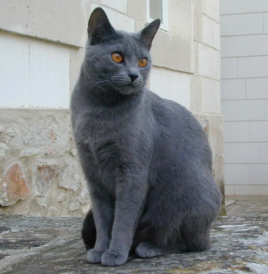Tabikasu's tweet photo. AU #kainess #bllk / Como perros y gatos

Donde Ness consigue mudarse a un edificio donde aceptan mascotas, pero su vecino tiene el animal que mas odia, un perro

Donde Kaiser conoce a su nuevo vecino que tiene al animal que mas odia, un gato https://t.co/QOdNTziEwa