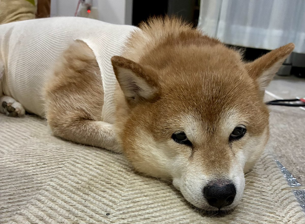 pmsumfm009's tweet photo. つぶやいてなかった💦
【柴犬こむぎ🐕】ちゃん、
手術から三日目。
順調に回復してるみたい。
食欲も戻ってきた！
インスタント術後衣も違和感ないみたい。よかった🥹 https://t.co/gzIZqh7aX3