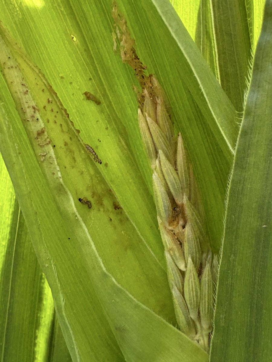 ARilakovic's tweet photo. Western bean cutworm flight is a bit early this year. Different stages (eggs, larvae and adults) are present in the field. Scout your field especially if it is V12-VT stage. @wcreec @UNL_CropWatch #scoutnebraska https://t.co/gJF8pRc7Ct