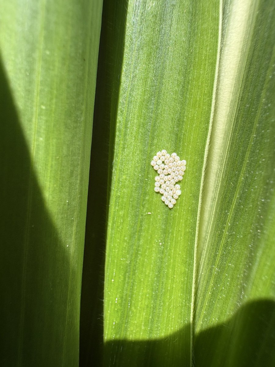 ARilakovic's tweet photo. Western bean cutworm flight is a bit early this year. Different stages (eggs, larvae and adults) are present in the field. Scout your field especially if it is V12-VT stage. @wcreec @UNL_CropWatch #scoutnebraska https://t.co/gJF8pRc7Ct