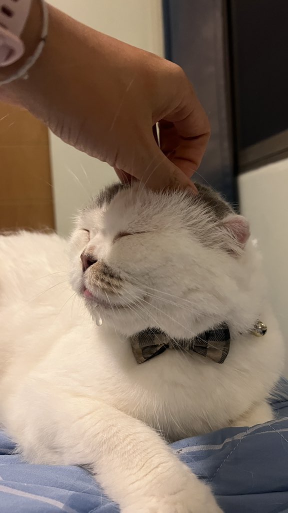 awwwfluffy's tweet photo. เกาให้ได้แต่พี่ช่วยฮ็อบน้ำลายใ้ห้ผมหน่อย https://t.co/1iJIszZp7m