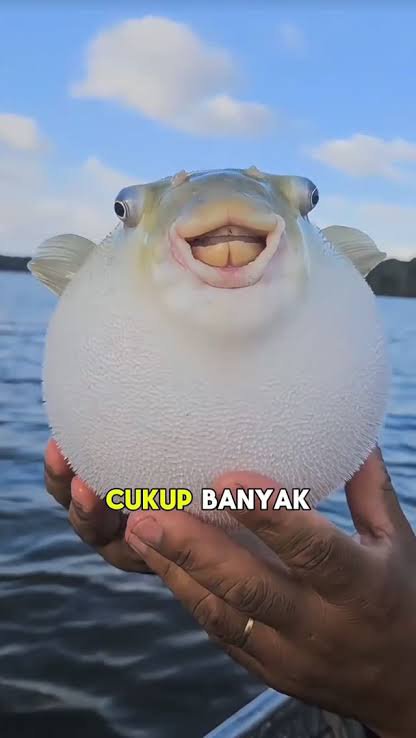 Tupus_Tok's tweet photo. @coernitis Cukup banyak kak tips nya https://t.co/3Y3J988av1