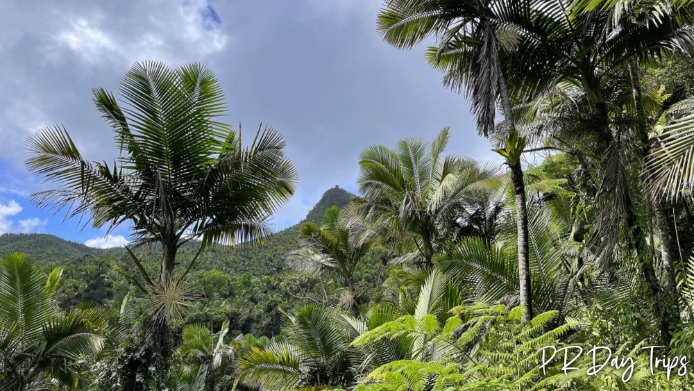 PRDayTrips's tweet photo. Buenas Tardes #PuertoRico - El Yunque Views (from 2022) #estaesmiisla https://t.co/1z8eFxBk8f