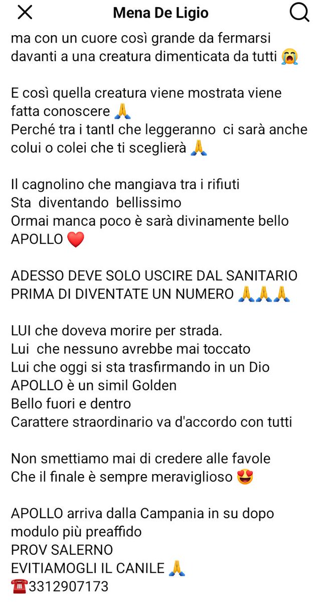 Qua la Zampa tweet media