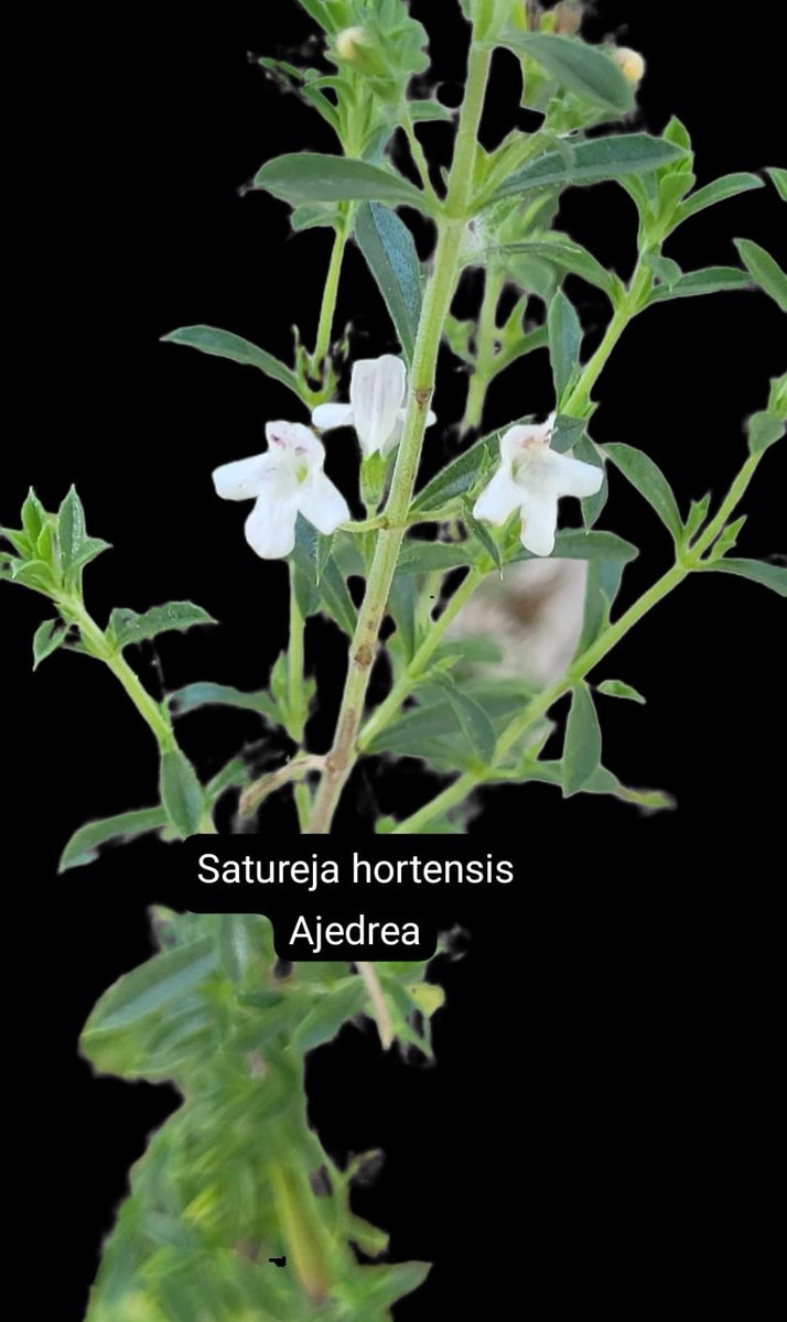 elpicapedrero's tweet photo. Satureja hortensis
Ajedrea

#Saturejahortensis
#Ajedrea
-------------
#Cascante
#huertoto
#doseuros
#Julio2026
#verano2026
#unafloraldia

@seguidores 

202607110900 https://t.co/HySJPxxD0S