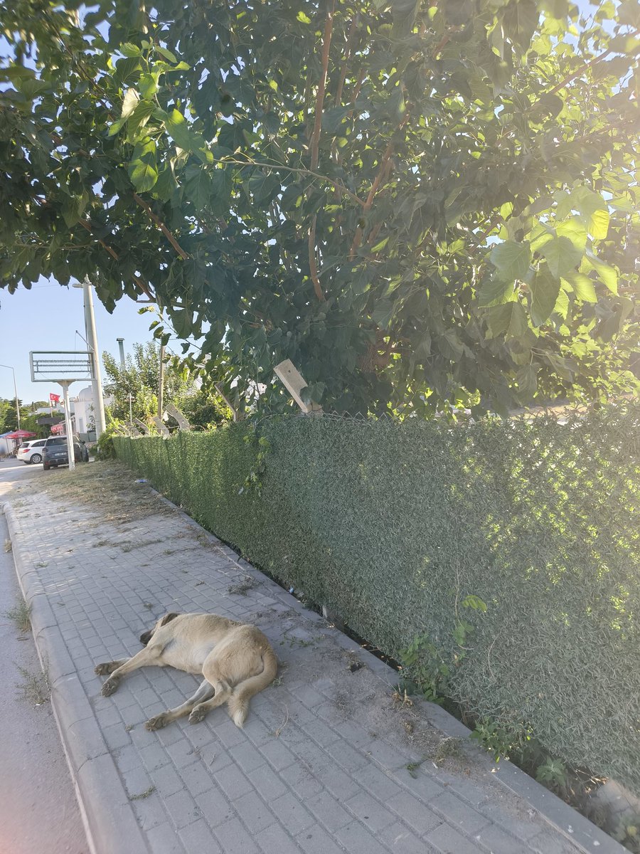 GusoderX's tweet photo. 🔴 | Bodrum'dan başıboş köpek görüntüleri gelmeye devam ediyor.

Sokaklar, plajlar, mağazalar yer gök başıboş köpek dolu. Muğla'da devletimizin kanunları geçerli değil mi? Derebeylik mi burası?

Muğla Valimiz Sayın @idrisakbiyik, 5199 sayılı Kanun'un tavizsiz şekilde uygulanarak başıboş köpeklerin ivedilikle toplanmasını sağlamanızı, 2 yıldır Kanun'a aykırı hareket eden belediye yönetimi hakkında yasal işlem başlatmanızı talep ediyoruz.

@MandalinciTamer I @tcmuglavaliligi I @mustafaciftcitr