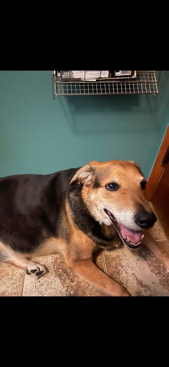kevinmslon's tweet photo. I’m going to miss you Astro.. I hate that our dogs have to grow old. 14 great years. Love you buddy https://t.co/vnyvxc7O7E