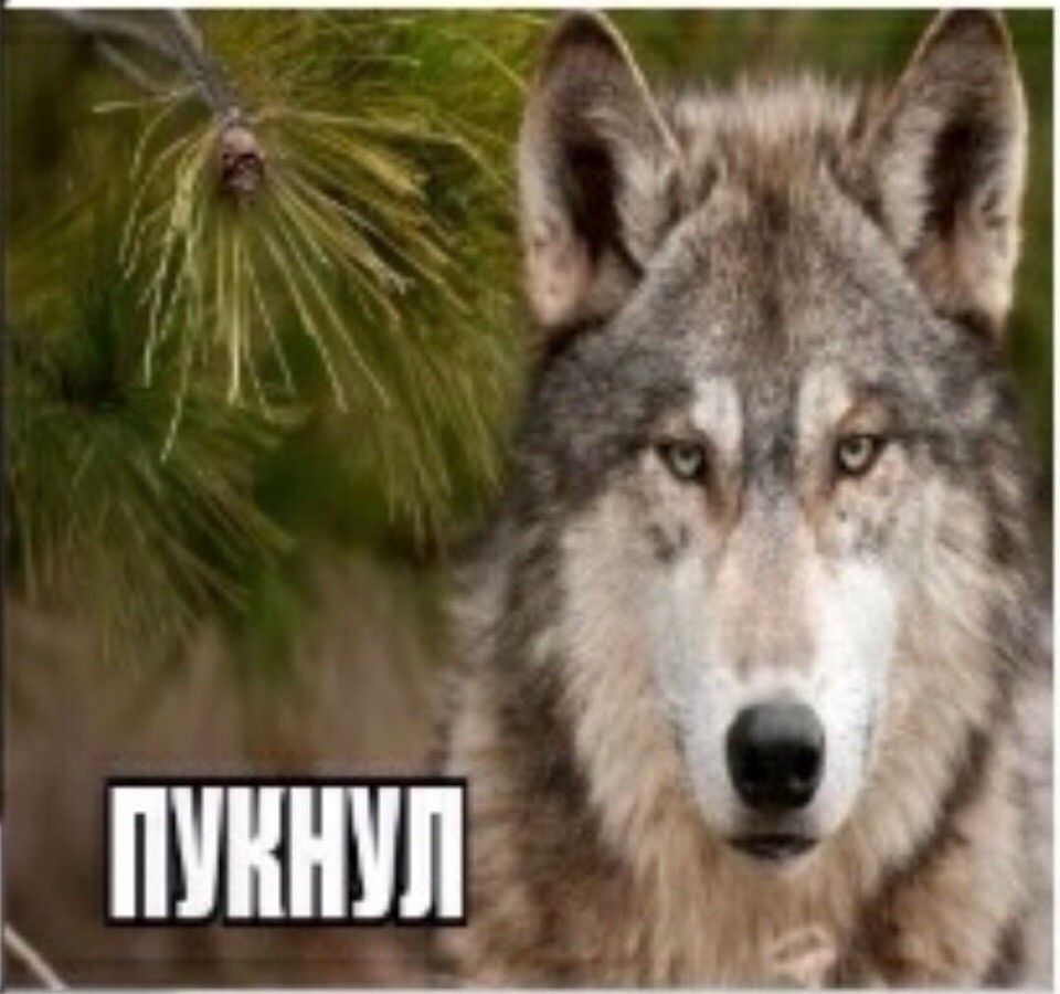 AtomBeast313's tweet photo. @Garry417271035 тупорогая мудшарк, пускай теперь варится там с нигерами и арабами в этом котле. https://t.co/w8obXhv5DX