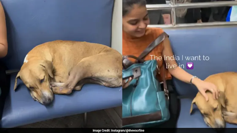 ndtv's tweet photo. Wholesome Video Of Stray Dog Sleeping In Local Train Viral: 'Only In Mumbai'
https://t.co/qMXYa63d67 https://t.co/mLhg0ZPyxO