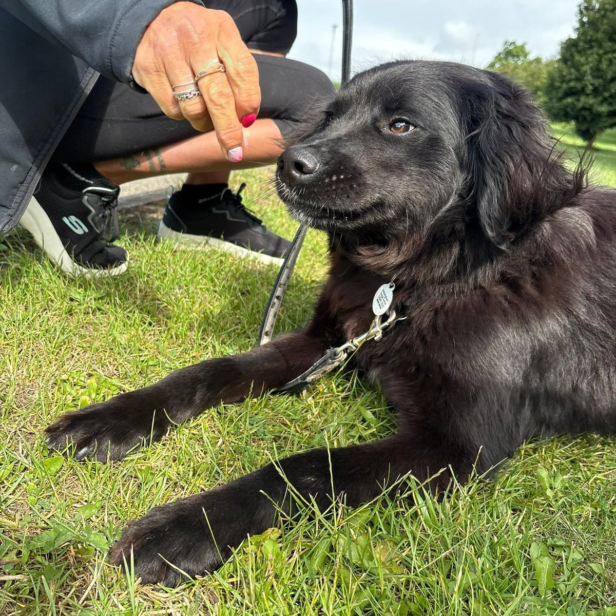 rescuedoggypaws's tweet photo. 3yr old Jake is incredibly affectionate and absolutely adores cuddles and spending time with his people. Whoever adopts this wonderful boy will be very lucky to have such a loyal and loving companion
https://t.co/Y5BrOCyWcI
#Lincolnshire #Grimsby #hull #Filey #Whitby #Bridlington https://t.co/S6ssrphlbY