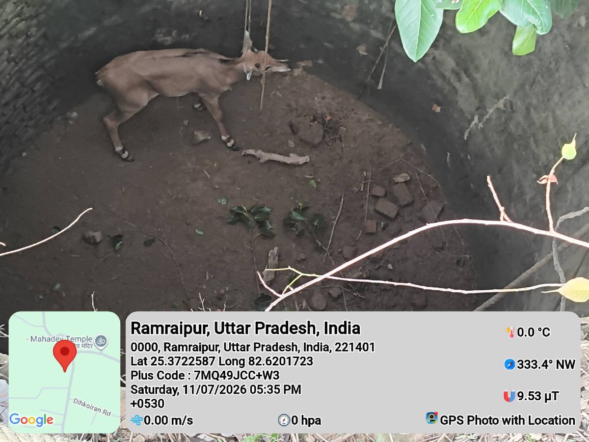 bhadohi_fire's tweet photo. दिनाँक–11.07.2026 को ग्राम–भकोड़ा, थाना–चौरी, भदोही अंतर्गत कुएं में गिरे नीलगाय के बच्चे को फायर यूनिट द्वारा सकुशल बाहर निकाला गया।
#Life_Safety
@Uppolice
@fireserviceup
@adgzonevaranasi
@digmirzapur
@DM_Bhadohi
@bhadohipolice https://t.co/Qd2u6wWgAJ