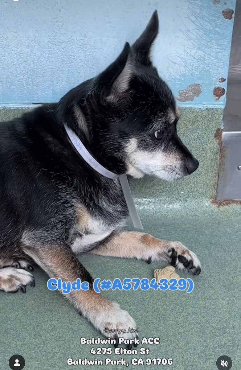 mapleveewesem's tweet photo. 🆘️😢🆘️ CLYDE spent his first night without his bonded sister Bonnie after Baldwin Park #California let her be adopted w/o him 😡 She was his only source of comfort in the terrifying shelter. He needs an adopter or foster TODAY, 7-11. Adoption fee waived. #A5784329 https://t.co/SPAt21Qwdg