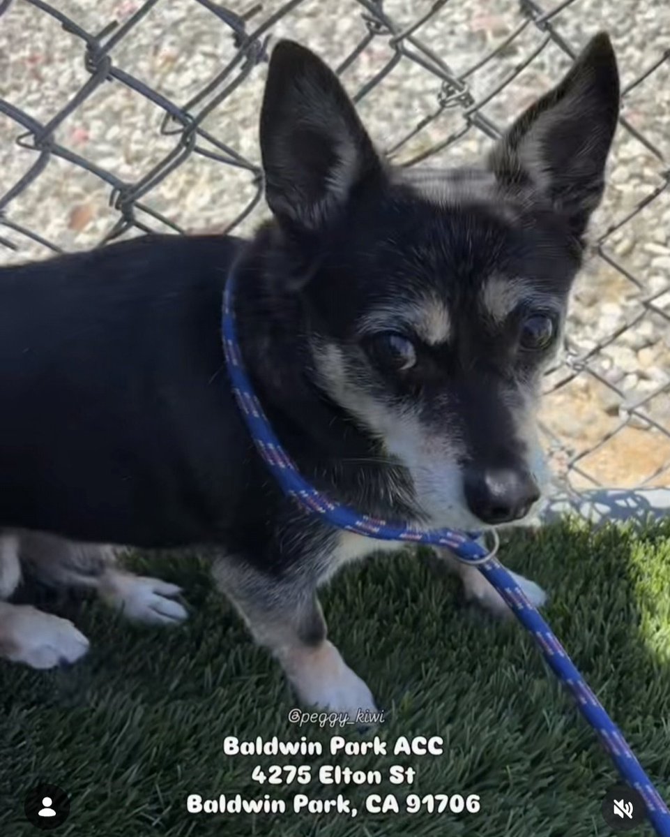 mapleveewesem's tweet photo. 🆘️😢🆘️ CLYDE spent his first night without his bonded sister Bonnie after Baldwin Park #California let her be adopted w/o him 😡 She was his only source of comfort in the terrifying shelter. He needs an adopter or foster TODAY, 7-11. Adoption fee waived. #A5784329 https://t.co/SPAt21Qwdg