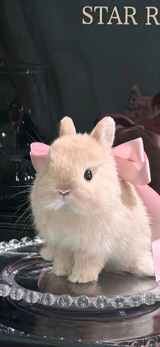 fluffycutie_jsc's tweet photo. คุณชิที่คาเฟ่ DreamsForDeerSungchan ค่ะ https://t.co/FAJeZVeN1m