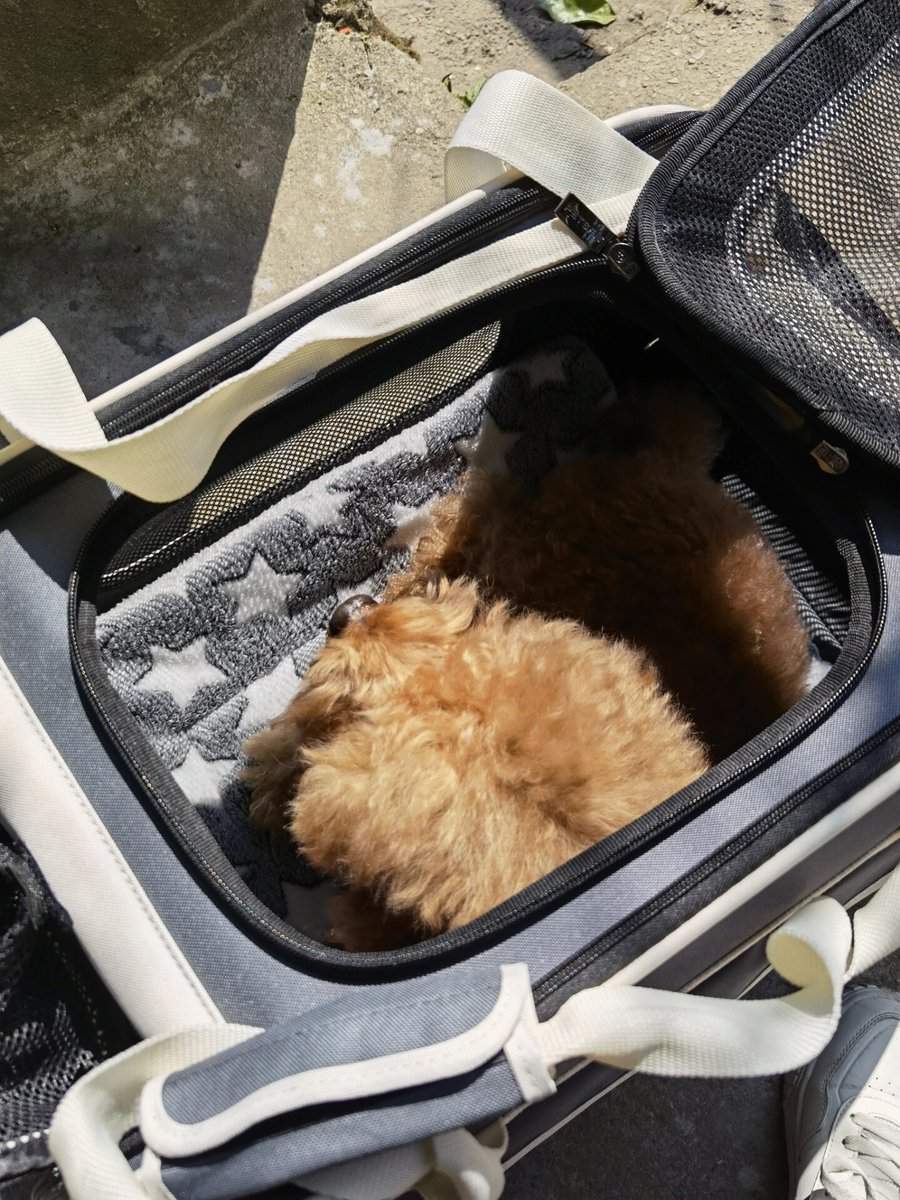 mcqnl92626888's tweet photo. My tiny rescue pup who could barely stand a month ago is now zooming around the backyard like a little hurricane  Growth hits different!， https://t.co/RgB2sMvxGW