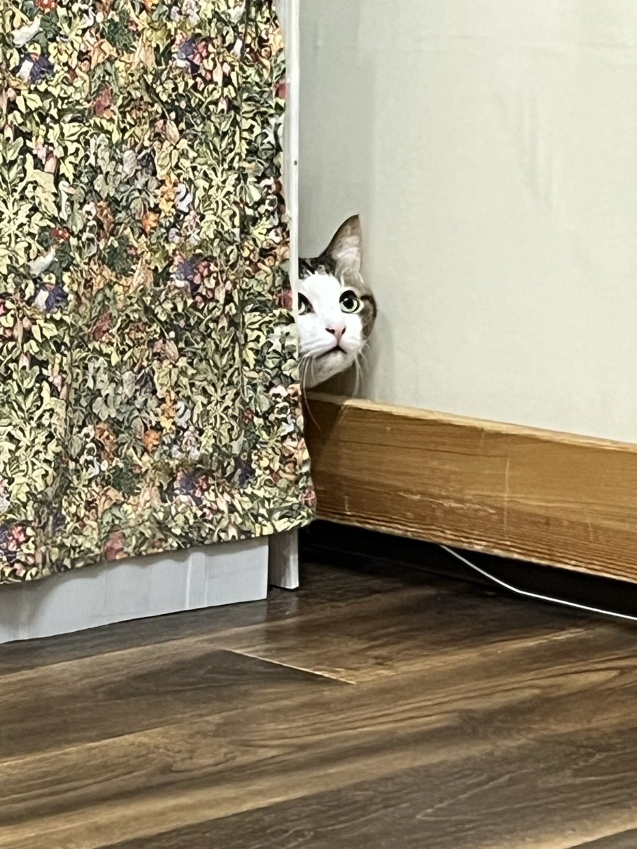 cham_catcham's tweet photo. 新にゃんクイーンちゃん初めまして🐱

|´-`)ﾁﾗｯ

#ミャゴラーレ https://t.co/OxycTj2ysG