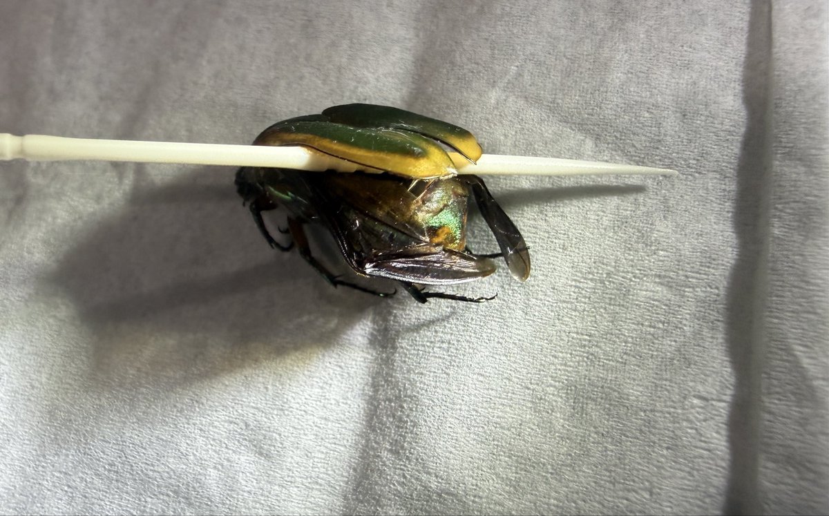 ARandomDoodler's tweet photo. Green June Beetles https://t.co/uaY9zp6trI