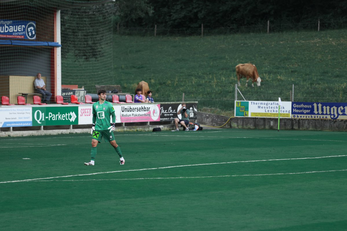 SKSturm's tweet photo. Knapp 300 Zuschauer:innen und zwei Kühe sind hier in Struben dabei! 🐄🐮 #sturmgraz #Friendlies2026 #STUSAN           
____________          
STU 2:1 SAN | ⏱️ 75' | https://t.co/tfVyBog4xl https://t.co/BuyazMjqAr