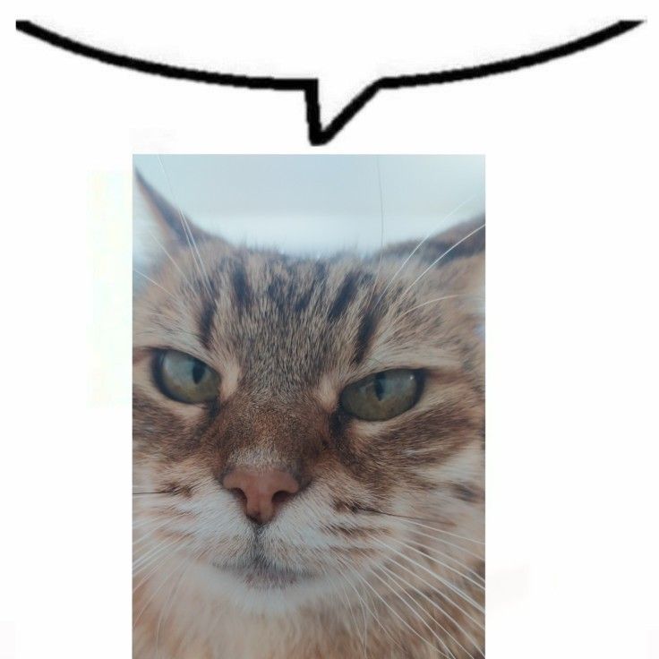 The Purrsident tweet media