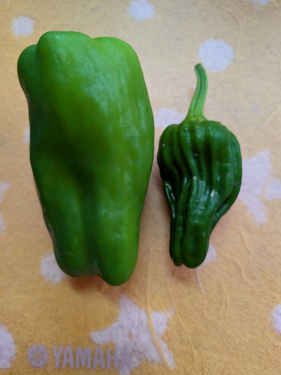 xazsa0125's tweet photo. ピーマン🫑ちょいと前の写真。
左、スーパーのピーマン🫑
右、我が家の鉢植えピーマン🫑
なんじゃ、こりゃ😂
農家の方々に感謝です✨️
一緒に塩炒めして食べました(笑)

そして、7/1に見つけた今年の庭の主になる子✨️
去年も一匹、お庭で見かけました✨️
無事に大きくなってほしいな🍀
今日、 https://t.co/1RLsgS7wZR