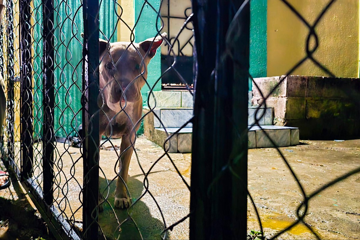 alcaldia_ss's tweet photo. Atendimos de inmediato una denuncia por presunto maltrato animal. Como resultado, el canino Zeus fue rescatado y puesto bajo resguardo, mientras que el otro peludito lesionado recibió atención veterinaria inmediata. https://t.co/CetCTuDdNU