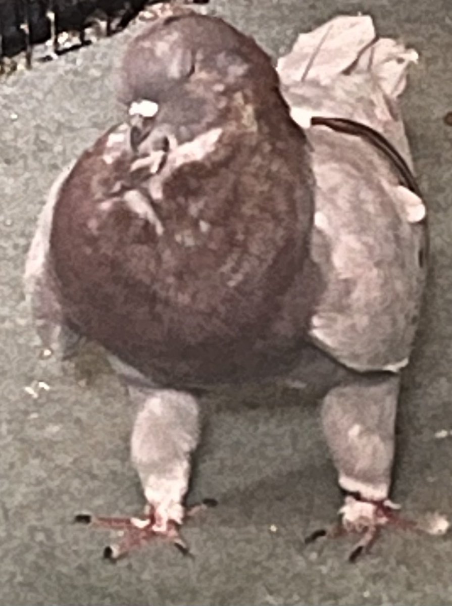 birdwingbones's tweet photo. He stanced wide as fuck (he’s moulting so that’s why he looks gross) https://t.co/vPHOVOfmMQ