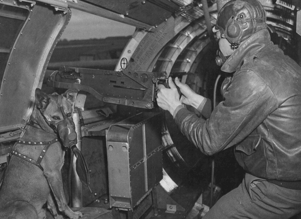 k9fallen's tweet photo. Honoring Army Air Forces Technical Sergeant Harold Eugene Rogers, August 19, 1914 - July 2, 1944, and his Mascot dog Mister, unknown dates. https://t.co/NurbJa02Uk