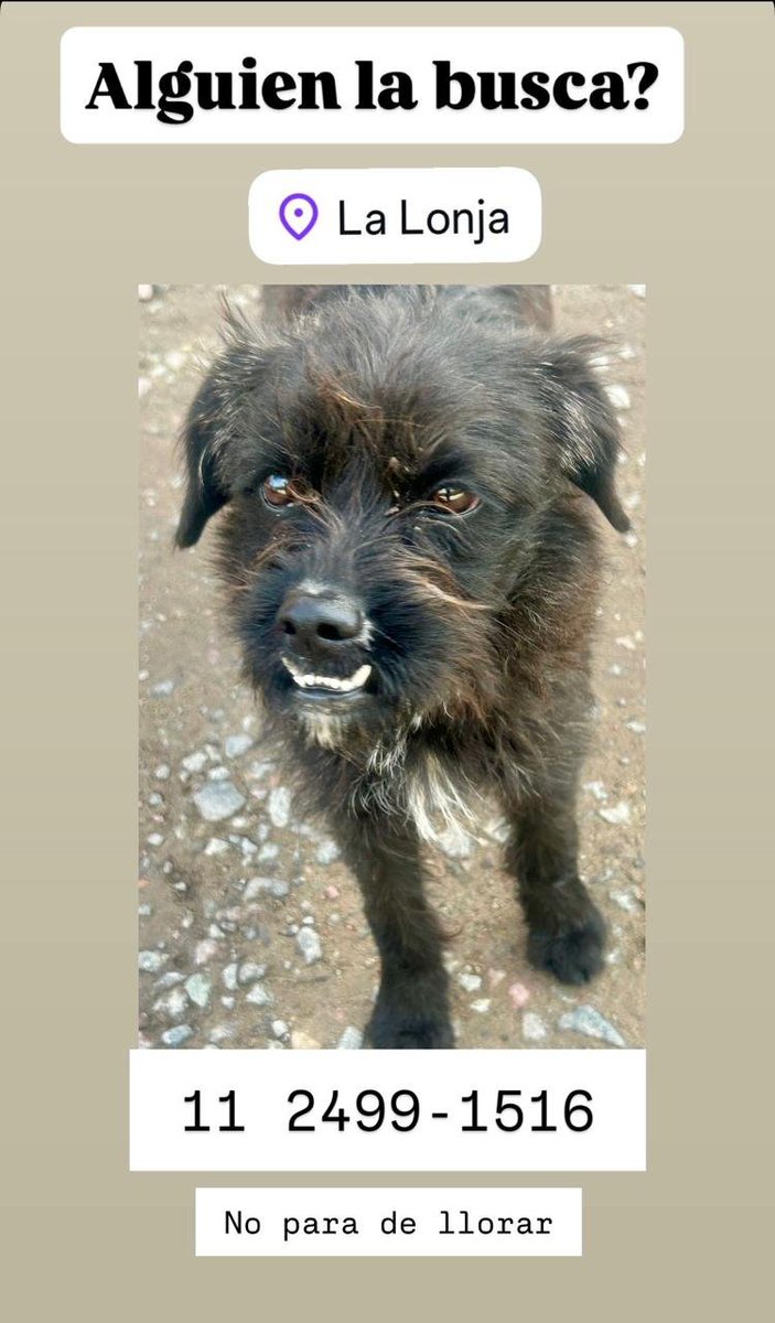 RaquelMait's tweet photo. Atencion La Lonja, perrito encontrado https://t.co/maw3LxxqUX