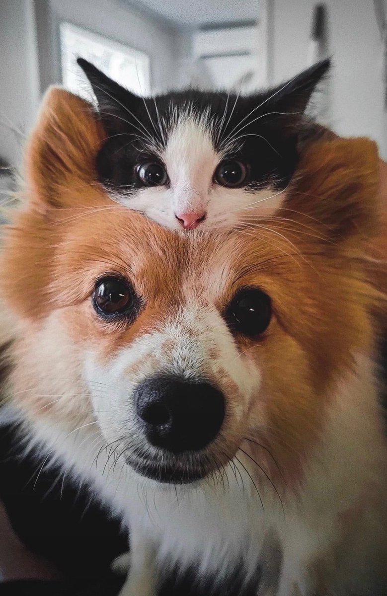 完璧なツーショット かわいい😍
