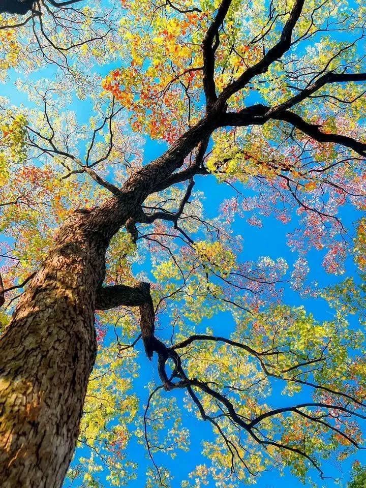 petalesblancs's tweet photo. caught in the act of changing colors https://t.co/ixlzxzm0IO