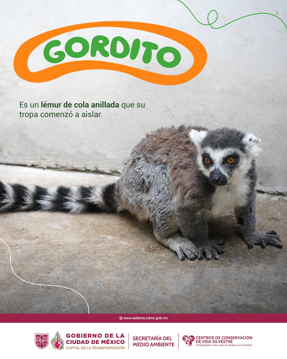 ZoologicosCDMX's tweet photo. ¿Un lémur y un mono japonés son amigos?
✨🌿Esta historia de conservación y bienestar de especies es una de las muchas que ocurren todos los días en los Centros de Conservación de Vida Silvestre
Visítanos y descubre más en los CCVS
#conservación #CCVS #CDMX https://t.co/e9Hgq98yrQ
