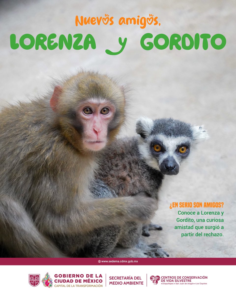 ZoologicosCDMX's tweet photo. ¿Un lémur y un mono japonés son amigos?
✨🌿Esta historia de conservación y bienestar de especies es una de las muchas que ocurren todos los días en los Centros de Conservación de Vida Silvestre
Visítanos y descubre más en los CCVS
#conservación #CCVS #CDMX https://t.co/e9Hgq98yrQ