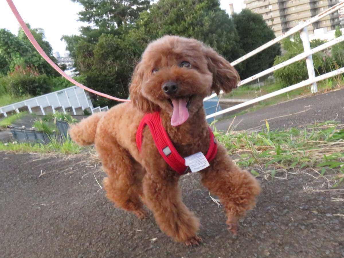 pokahouse's tweet photo. 楽しくお散歩❗️ https://t.co/RfUpz9NeWG