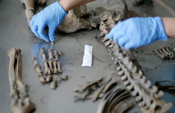 e_secer's tweet photo. Bir erkeğin iskeletinde 207 kemik bulunurmuş. 

Srebrenitsa soykırımında öldürülen 22 yaşındaki bir gencin 6 kemiği tam 5 farklı toplu mezarda bulunmuştu. Diğer kemikleri de kim bilir nerede. 

Srerebrenitsa'da Sırp caniler öldürdükten sonra bile insanlara işkence ettiler. https://t.co/t7SU8YQWDS